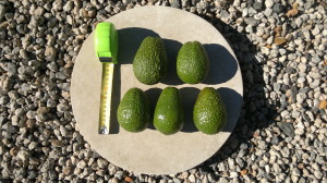 avocado